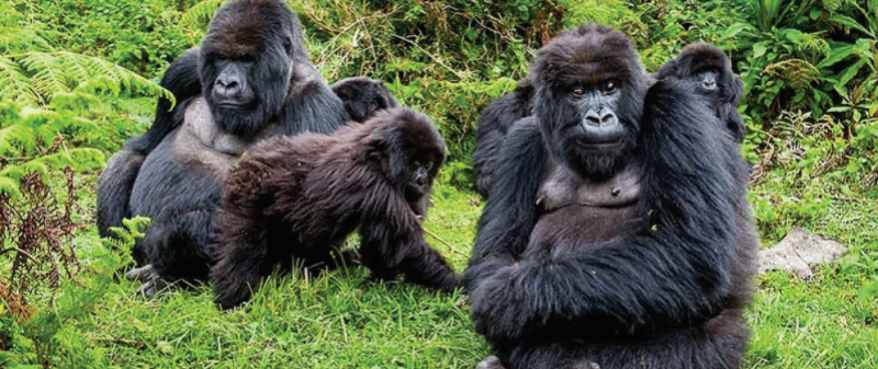 3 Day Gorilla Fly - Safari Uganda Tour Image