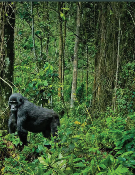 5 Days Uganda-Rwanda Gorilla Safari Tour Image