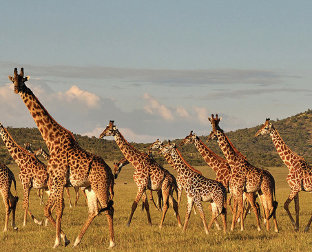 12 Day Wildlife Safari Tanzania - Kenya Tour Image