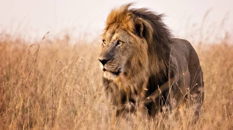 3 Days Tanzania Lodge Safari