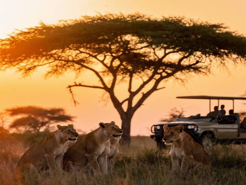 3 Days Tanzania Lodge Safari