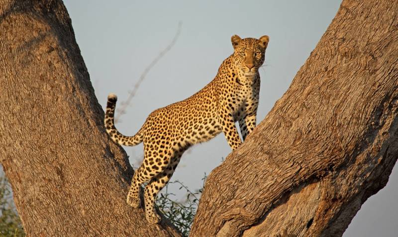 4 Day Camping Safari