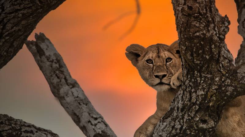 4 Day Camping Safari