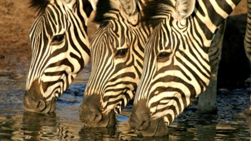 4 Day Camping Safari