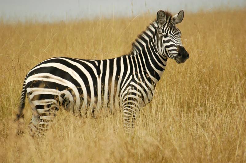 2 Days Camping Safari