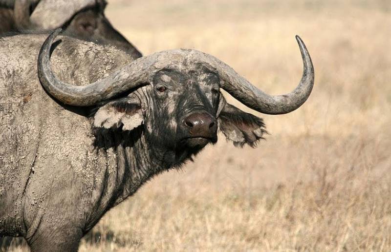 2 Days Camping Safari