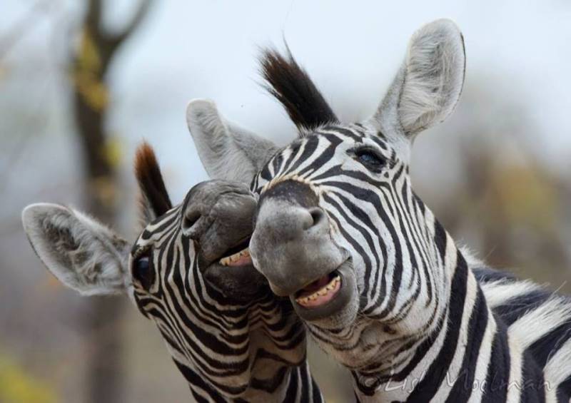 2 Days Camping Safari