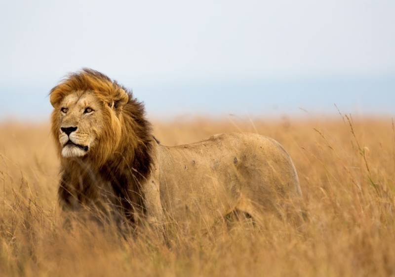 6 Day Tanzania Adventure Budget Camping Safari