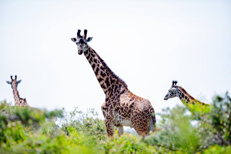 1-Day Tarangire National Park Safari