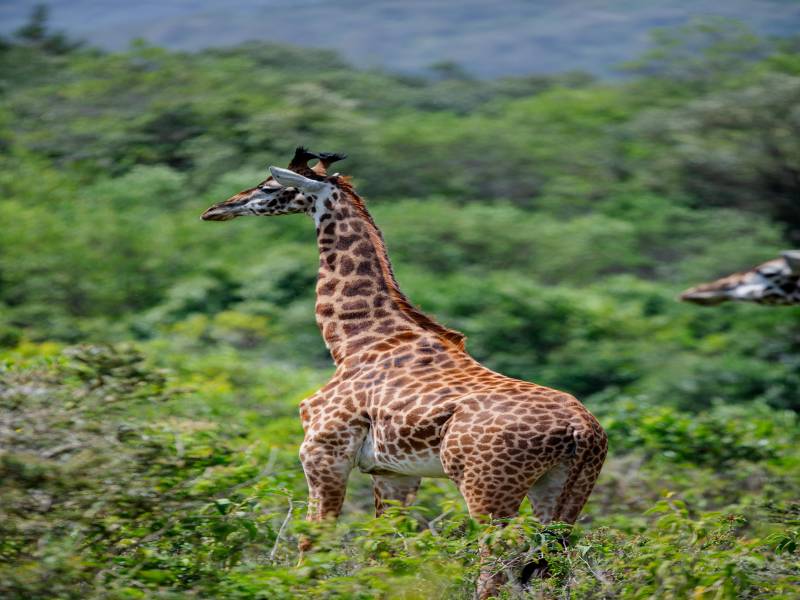 3 Days Tanzania Safari – Tarangire, Ngorongoro & Lake Manyara Image