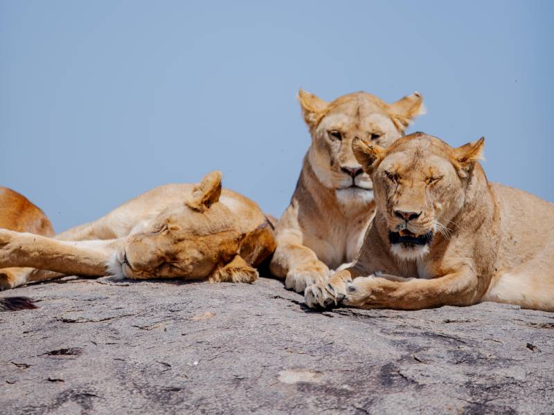 6-Day Tanzania Luxury Safari