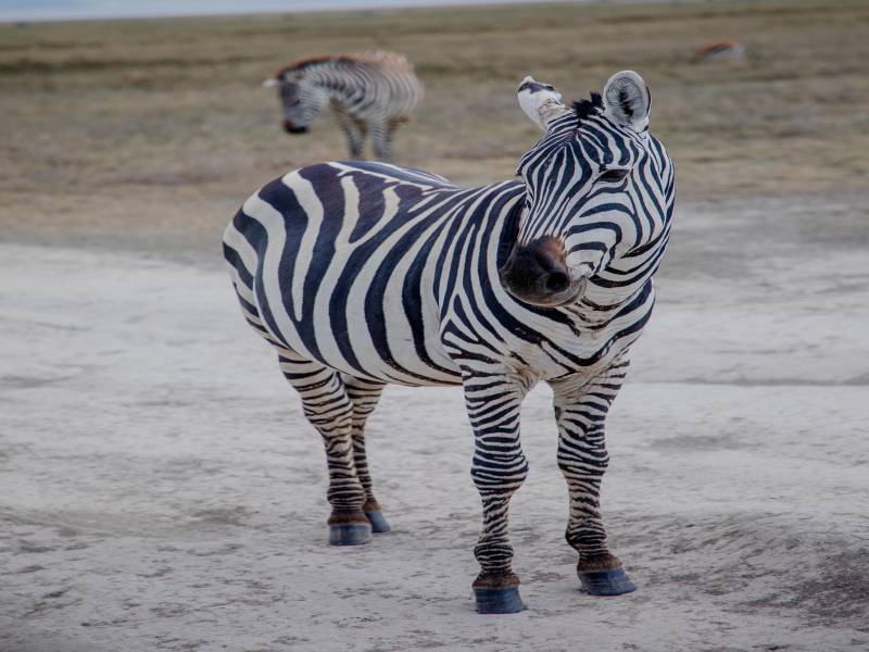 3-Day High-End Tanzania Safari Image