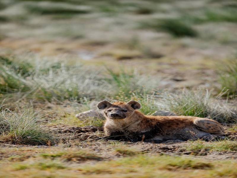 6-Day Tanzania Ndutu Migration Safari Image