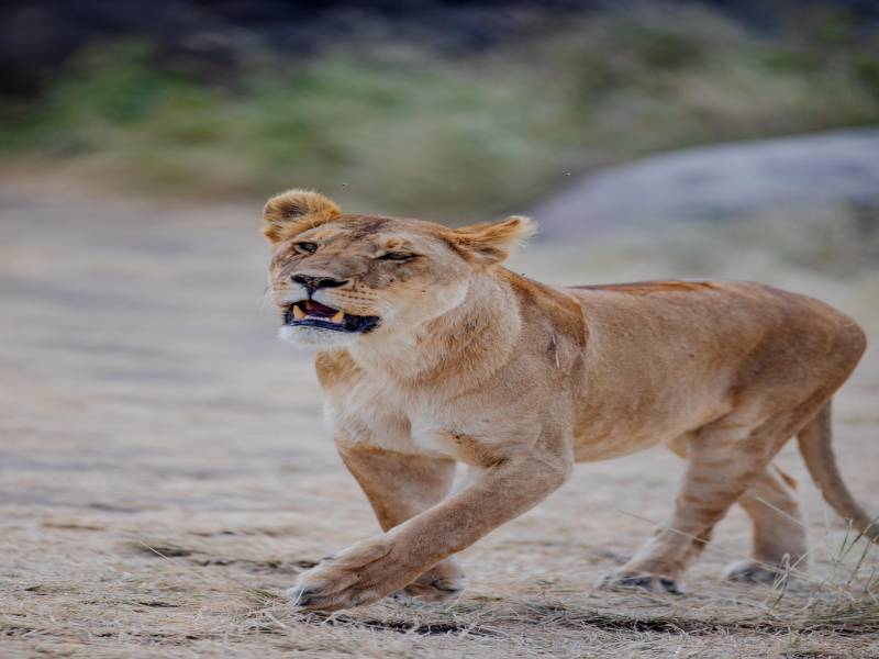 2-Day Luxury Tanzania Safari Image