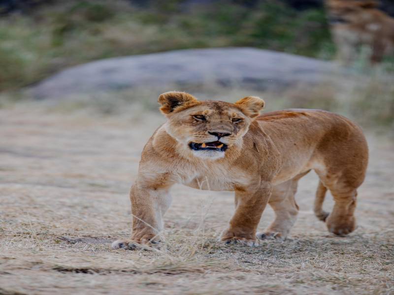 3-Day Ndutu Migration Safari Image