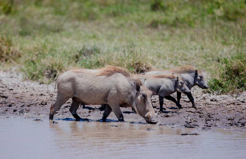 6-Day Tanzania High-end Safari