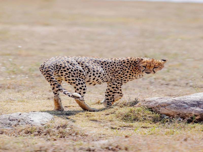 6-Day Tanzania High-end Safari