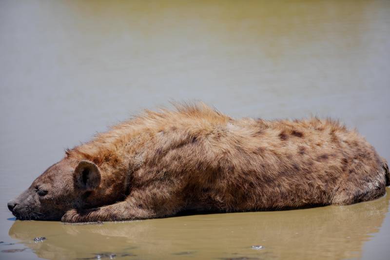 6-Day Tanzania High-end Safari