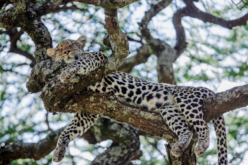 6-Day Tanzania High-end Safari