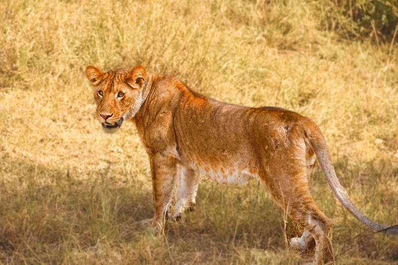 10 Days Midrange Tanzania Safari Tour With Gardenia African Safaris