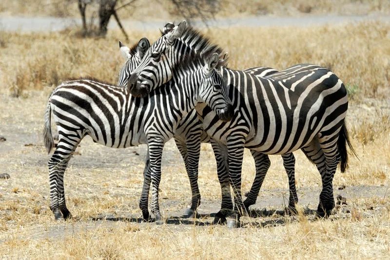 5 Day Budget Safari Through Tanzania’s Tour Image