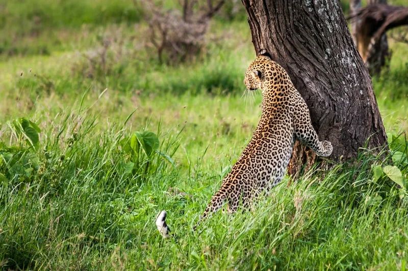 This 6 Days Budget Safari Captures The Essence Of Tanzania’s Wild Tour Image