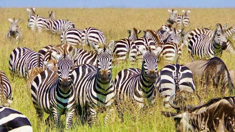 7 Days Budget Safari In Tanzania Tour Image