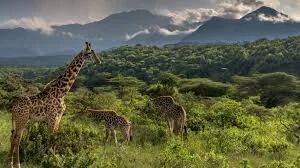 Arusha National Park Walking Safari Tour