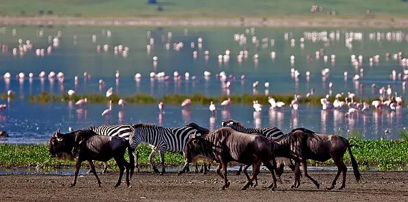 Lake Manyara National Park Walking Safari Tour