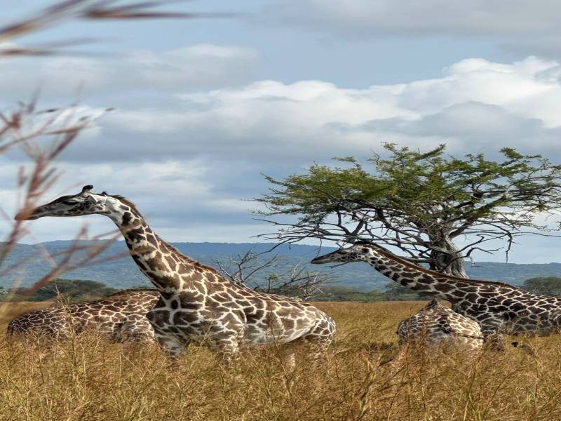 Day Trip Safari From Zanzibar To Mikumi National Park By Flight