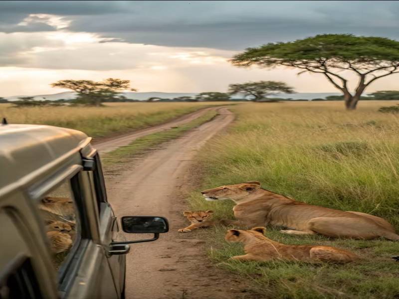 Day Trip Safari From Zanzibar To Mikumi National Park By Flight