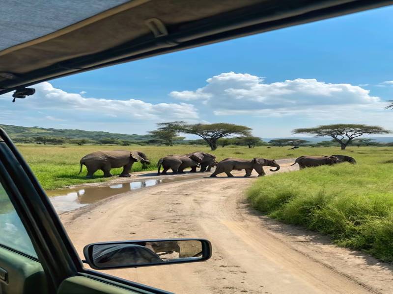 Day Trip Safari From Zanzibar To Mikumi National Park By Flight