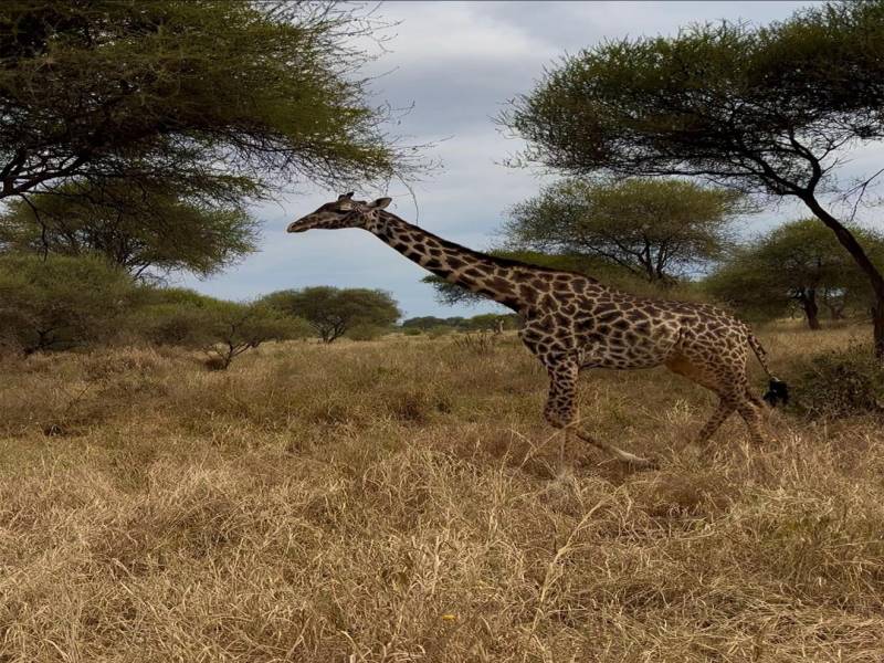 Day Trip Safari From Zanzibar To Mikumi National Park By Flight