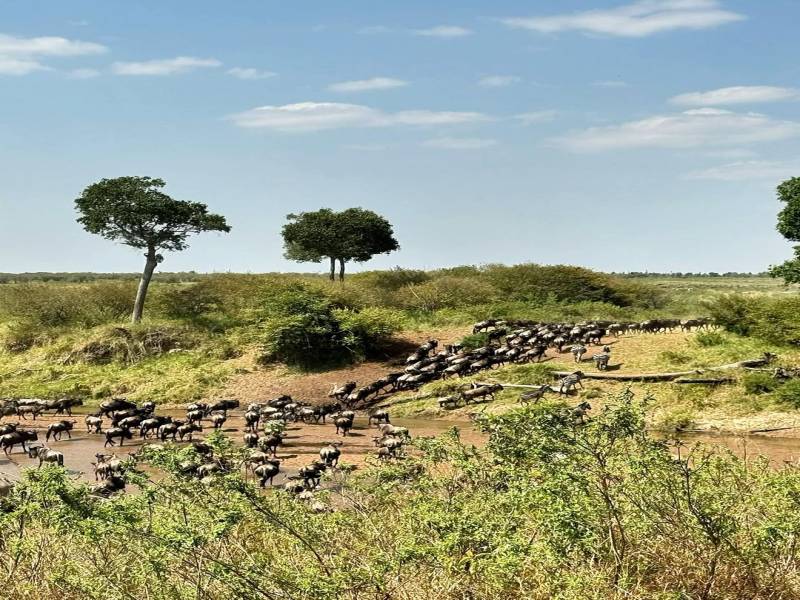 Day Trip Safari From Zanzibar To Mikumi National Park By Flight