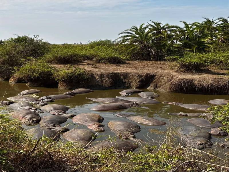 Day Trip Safari From Zanzibar To Mikumi National Park By Flight