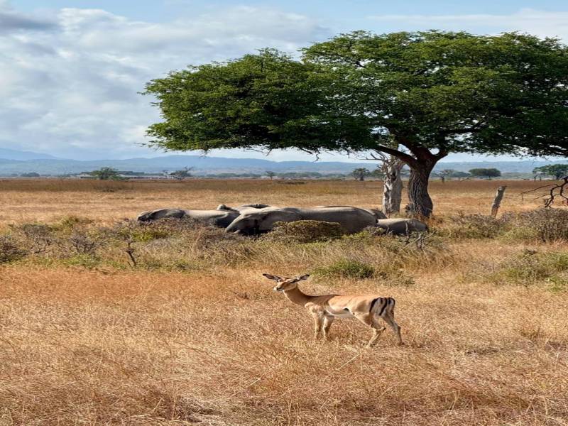 Day Trip Safari From Zanzibar To Mikumi National Park By Flight