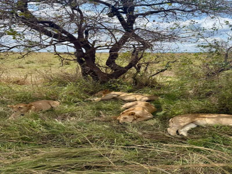 Day Trip Safari From Zanzibar To Mikumi National Park By Flight