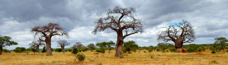 3D Safari Lake Manyara - Ngorongoro Crater - Tarangire National Park Tour