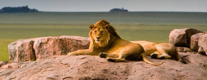 4D Safari Lake Manyara - Serengeti Plains - Ngorogoro Crater Tour
