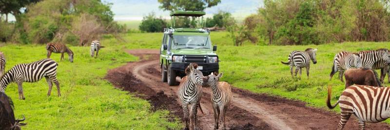 5D Safari Lake Manyara - Serengeti Plains - Ngorogoro Crater Tour