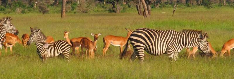 2 Days Safaris To Mikumi National Park - Udzungwa Mountains Tour Image