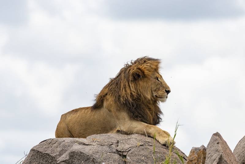 6 Nights, 7 Days Discover Tanzania Luxury Safari