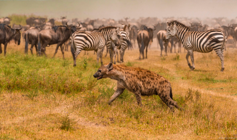 7 Days Nuru Prestine Safari Tour Image