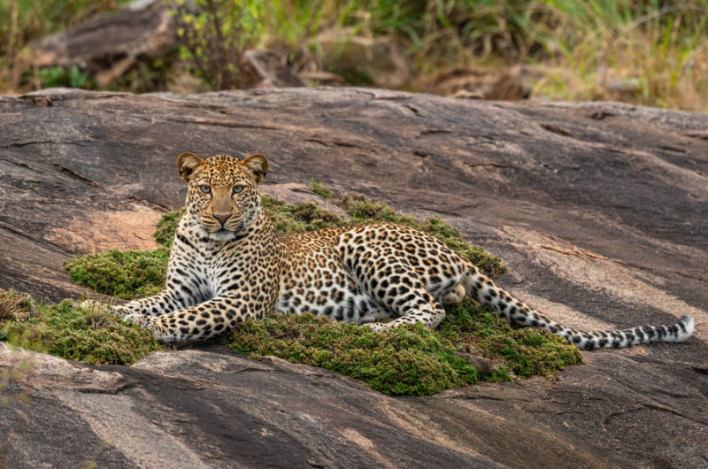 10 Days Safari And Island Collection Tour Image