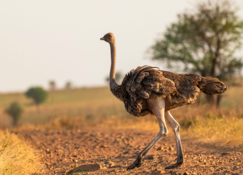 10 Days Nuru Grand Safari Tour Image