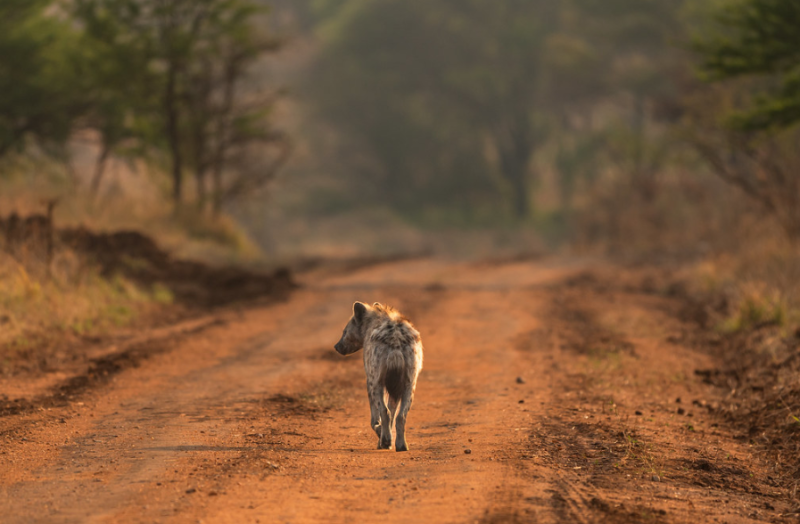8 Days Special Celebration Safari Tour Image
