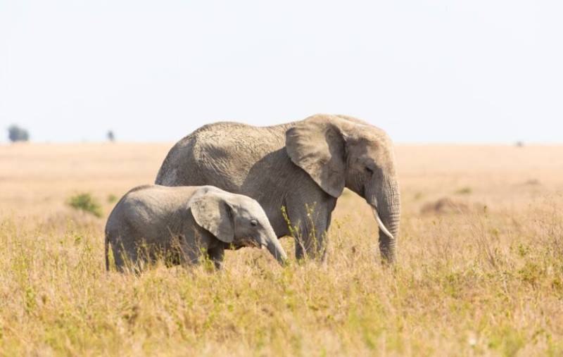6 Days Elephant Safari Tour