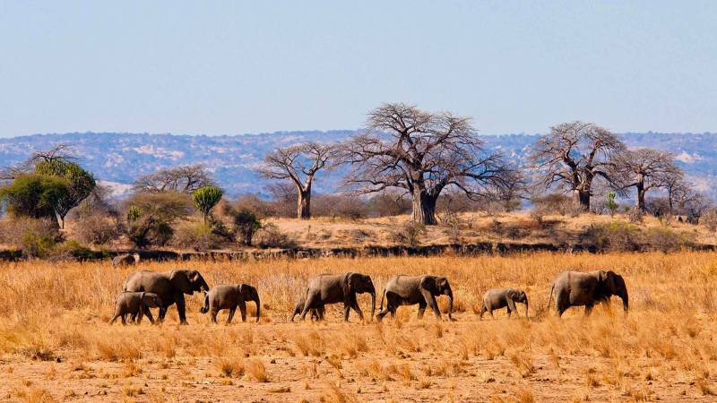 Day Trip Safari - Arusha - Tarangire And Manyara