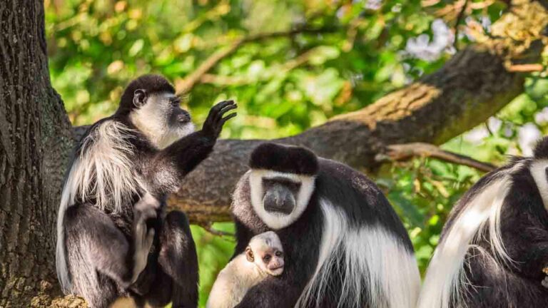 5 Days Safari Program Semi-Luxury Tarangire - Serengeti And Ngorongoro Tour