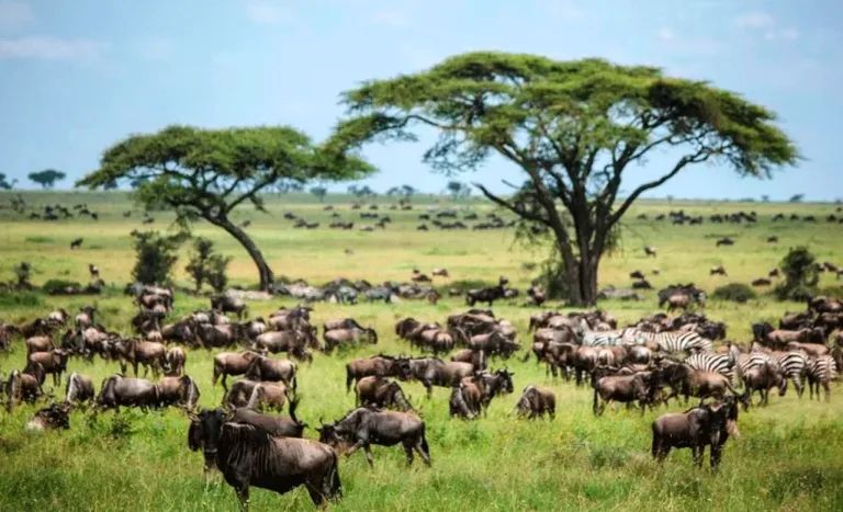 6 Days Budget Safari Manyara - Serengeti - Tarangire Tour